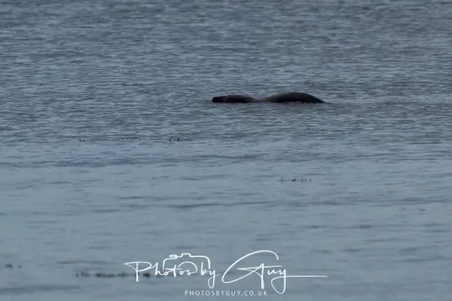 27 & 28 September 2025 : Arran, Scotland - Harbour Seal