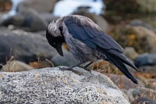27 & 28 September 2025 : Arran, Scotland - Hooded Crow