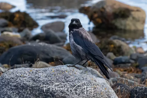 27 & 28 September 2025 : Arran, Scotland - Hooded Crow