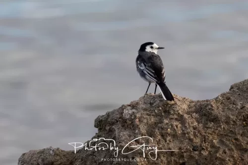 27 & 28 September 2025 : Arran, Scotland - Pied Wagtail