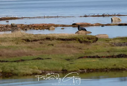 27 & 28 September 2025 : Arran, Scotland - Harbour Seal