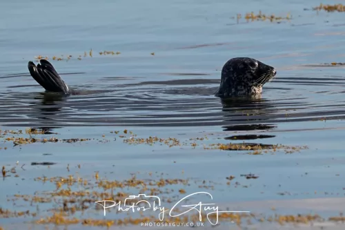 27 & 28 September 2025 : Arran, Scotland - Harbour Seal
