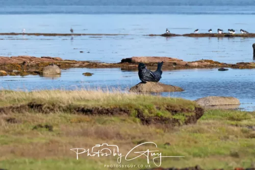 27 & 28 September 2025 : Arran, Scotland - Harbour Seal