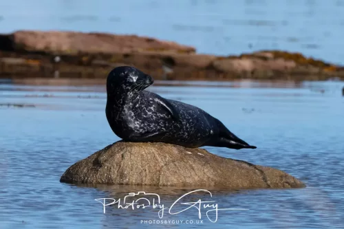 27 & 28 September 2025 : Arran, Scotland - Harbour Seal