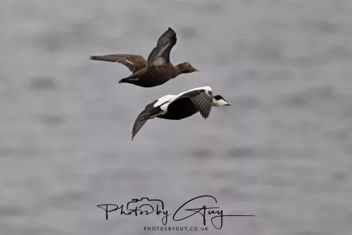 29 Sept 2025 : Ferry back from Arran to Troon
