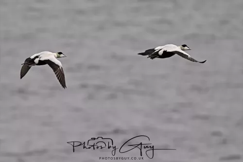 29 Sept 2025 : Ferry back from Arran to Troon