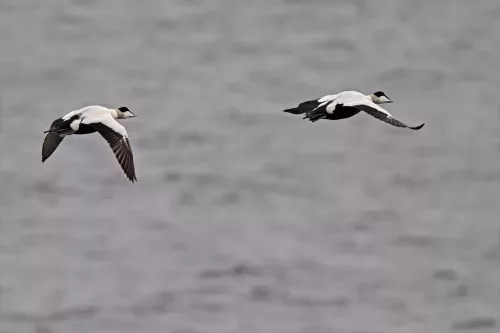 29 Sept 2025 : Ferry back from Arran to Troon