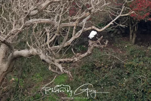 5 October 2025 : Beckermet, Cumbria - Little Egret
