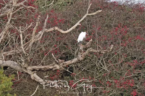 5 October 2025 : Beckermet, Cumbria -Little Egret