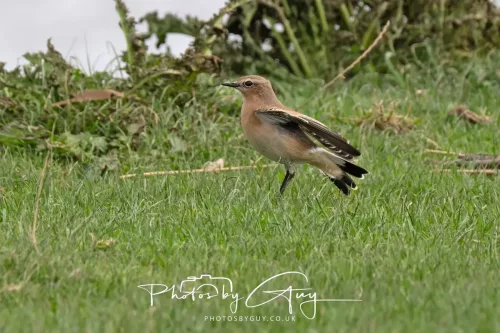 5 October 2025 : Beckermet, Cumbria - Wheatear