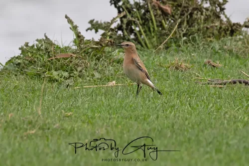 5 October 2025 : Beckermet, Cumbria - Wheater