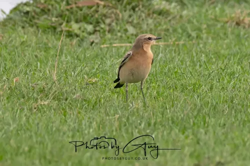 5 October 2025 : Beckermet, Cumbria - Wheatear
