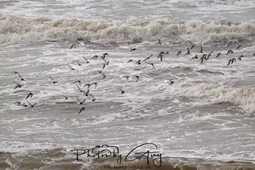 5 October 2025 : Beckermet, Cumbria - Ringed Plover