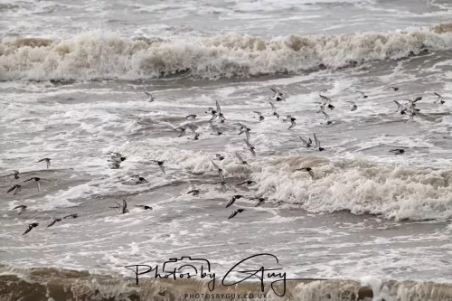 5 October 2025 : Beckermet, Cumbria - Ringed Plover