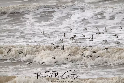 5 October 2025 : Beckermet, Cumbria - Ringed Plover