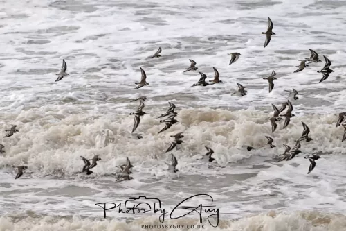 5 October 2025 : Beckermet, Cumbria - Ringed Plover