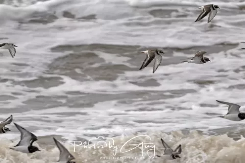 5 October 2025 : Beckermet, Cumbria - Ringed Plover