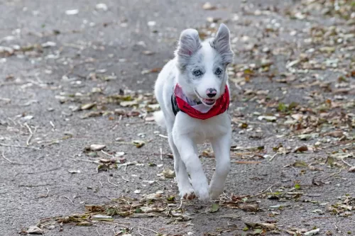 5 October 2025 : Beckermet, Cumbria