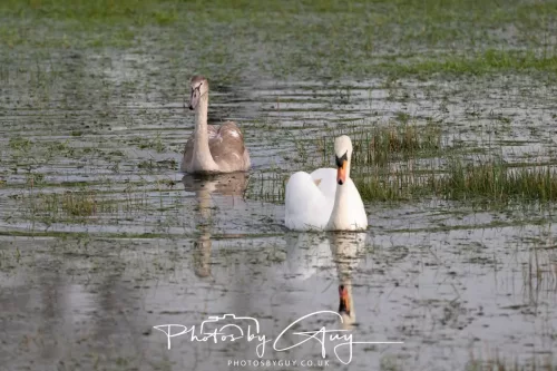 06 November 2025- Parkside, Cleator Moor, Cumbria- Mute Swans Cygnets