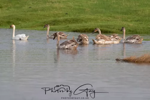 06 November 2025- Parkside, Cleator Moor, Cumbria- Mute Swans Cygnets