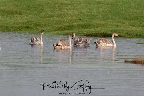 06 November 2025- Parkside, Cleator Moor, Cumbria- Mute Swans Cygnets