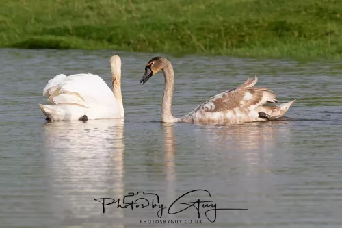 06 November 2025- Parkside, Cleator Moor, Cumbria- Mute Swans Cygnets