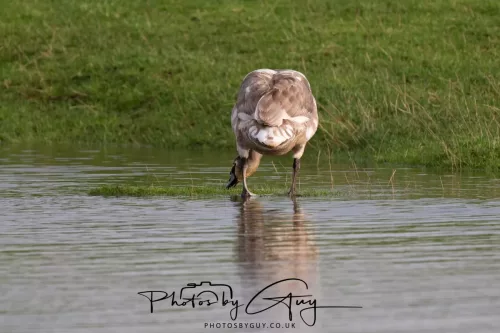 06 November 2025- Parkside, Cleator Moor, Cumbria- Mute Swans Cygnets