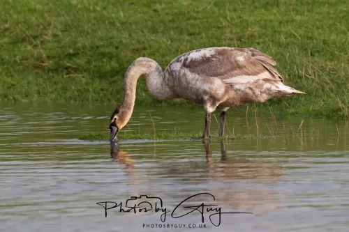 06 November 2025- Parkside, Cleator Moor, Cumbria- Mute Swans Cygnets