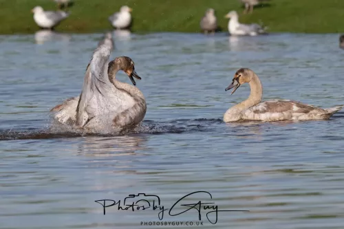 06 November 2025- Parkside, Cleator Moor, Cumbria- Mute Swans Cygnets