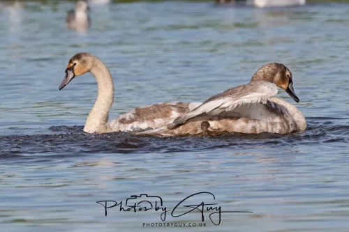 06 November 2025- Parkside, Cleator Moor, Cumbria- Mute Swans Cygnets