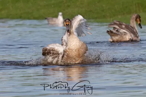 06 November 2025- Parkside, Cleator Moor, Cumbria- Mute Swans Cygnets