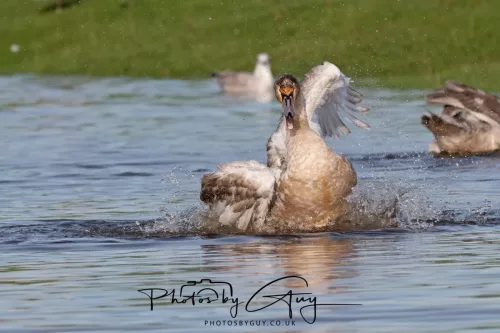 06 November 2025- Parkside, Cleator Moor, Cumbria- Mute Swans Cygnets