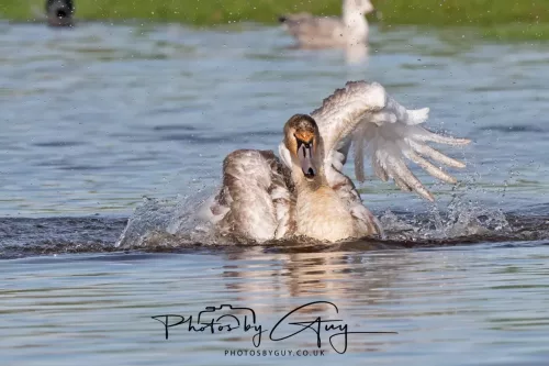 06 November 2025- Parkside, Cleator Moor, Cumbria- Mute Swans Cygnets