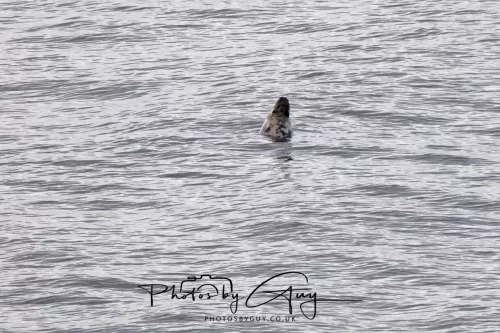 06 November 2025- Workington, Cumbria - Grey Seal