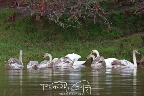 06 November 2025- Parkside, Cleator Moor, Cumbria- Mute Swans Cygnets