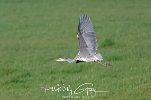 08 November 2025: Drigg Beach and Dunes, Cumbria -Grey Heron