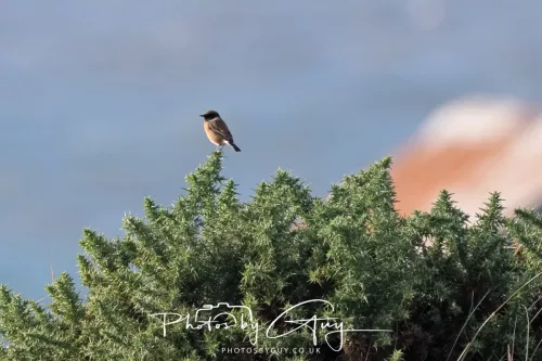 08 November 2025: Drigg Beach and Dunes, Cumbria - Meadow Pipit