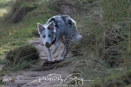 08 November 2025: Drigg Beach and Dunes, Cumbria -Skye