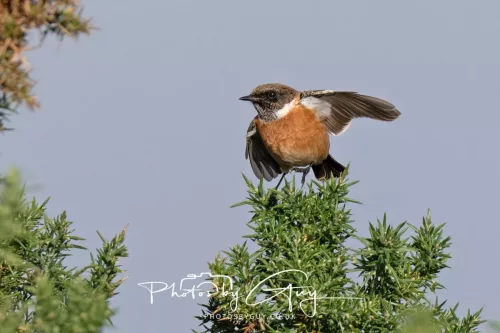 08 November 2025: Drigg Beach and Dunes, Cumbria Stonechat