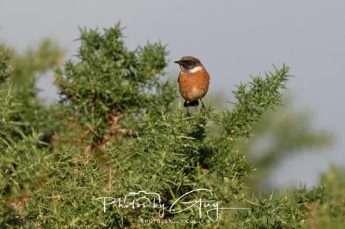 08 November 2025: Drigg Beach and Dunes, Cumbria - Stonechat