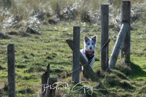 08 November 2025: Drigg Beach and Dunes, Cumbria - Skye