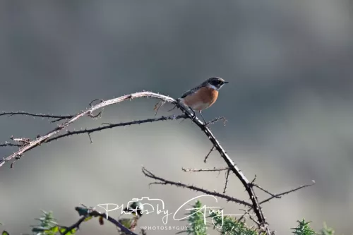 08 November 2025: Drigg Beach and Dunes, Cumbria -Stonechat
