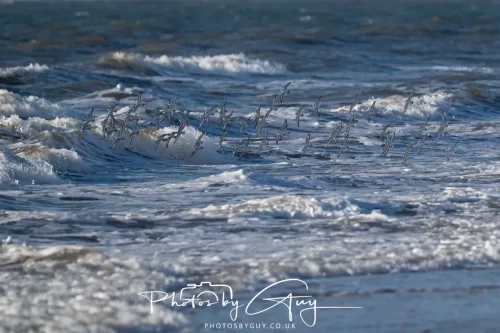 08 November 2025: Drigg Beach and Dunes, Cumbria - Turnstones