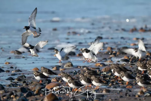 08 November 2025: Drigg Beach and Dunes, Cumbria - Turnstones