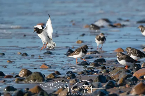 08 November 2025: Drigg Beach and Dunes, Cumbria - Turnstones