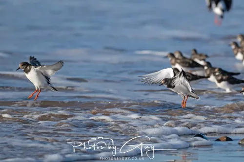 08 November 2025: Drigg Beach and Dunes, Cumbria - Turnstones