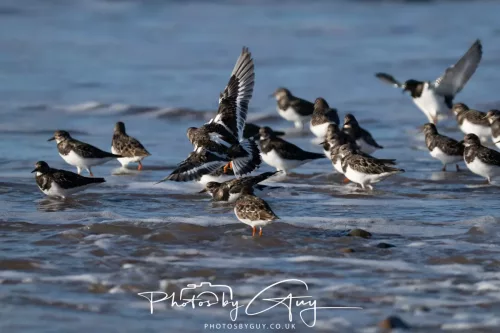 08 November 2025: Drigg Beach and Dunes, Cumbria - Turnstones