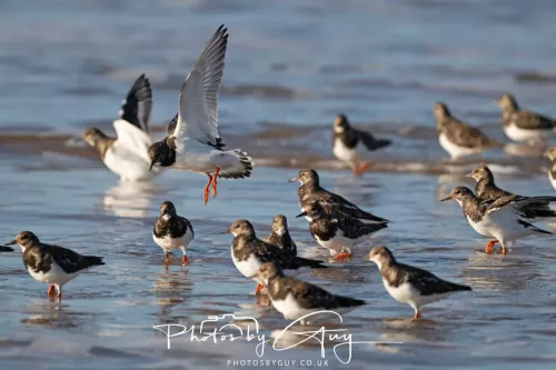 08 November 2025: Drigg Beach and Dunes, Cumbria - Turnstones