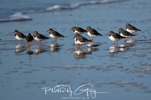 08 November 2025: Drigg Beach and Dunes, Cumbria - Turnstones