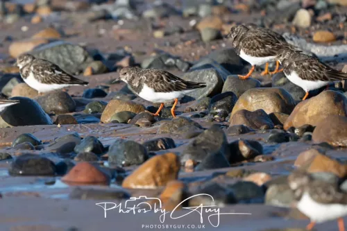 08 November 2025: Drigg Beach and Dunes, Cumbria - Turnstones